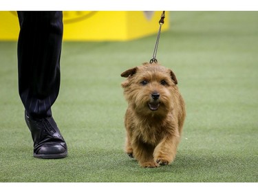 Winston, a Norfolk Terrier and winner of the terrier group, competes on the final night of the 142nd Westminster Kennel Club Dog Show at The Piers on February 13, 2018 in New York City. The show is scheduled to see 2,882 dogs from all 50 states take part in this year's competition.