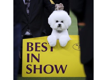 Best in Show winner Flynn, a Bichon Frise, poses for photos at the conclusion of the 142nd Westminster Kennel Club Dog Show at The Piers on February 13, 2018 in New York City. The show is scheduled to see 2,882 dogs from all 50 states take part in this year's competition.