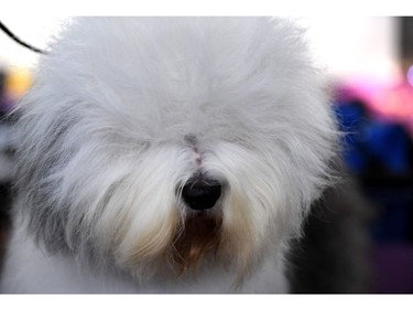 An Old English Sheepdog waits in the benching area during Day One of competition at the Westminster Kennel Club 142nd Annual Dog Show in New York on February 12, 2018.
