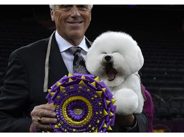 "Flynn" the Bichon Frise, with handler Bill McFadden, poses after winning "Best in Show" at the Westminster Kennel Club 142nd Annual Dog Show in Madison Square Garden in New York February 13, 2018.