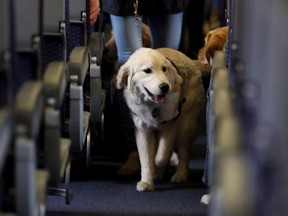 A service dog strolls through the isle inside a United Airlines plane at Newark Liberty International Airport while taking part in a training exercise, in Newark, N.J. on April 1, 2017. Miniature horses, monkeys and pigs can legally fly as emotional support animals on at least one Canadian airline but an advocate for travellers says the vast majority of jet-setting comfort animals are far less exotic and are a truly necessary accommodation for people with disabilities.