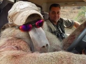 Australian businessman Nick Haridemos posted photos online of his trophy hunting, including one where he posed with a dead baboon wearing a baseball cap and sunglasses. (Twitter)