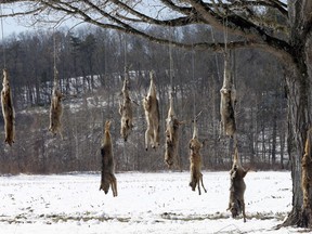 Coyote carcasses hang from branches on a tree in the middle of a field in West Augusta, Va., Thursday, Feb. 8, 2018.