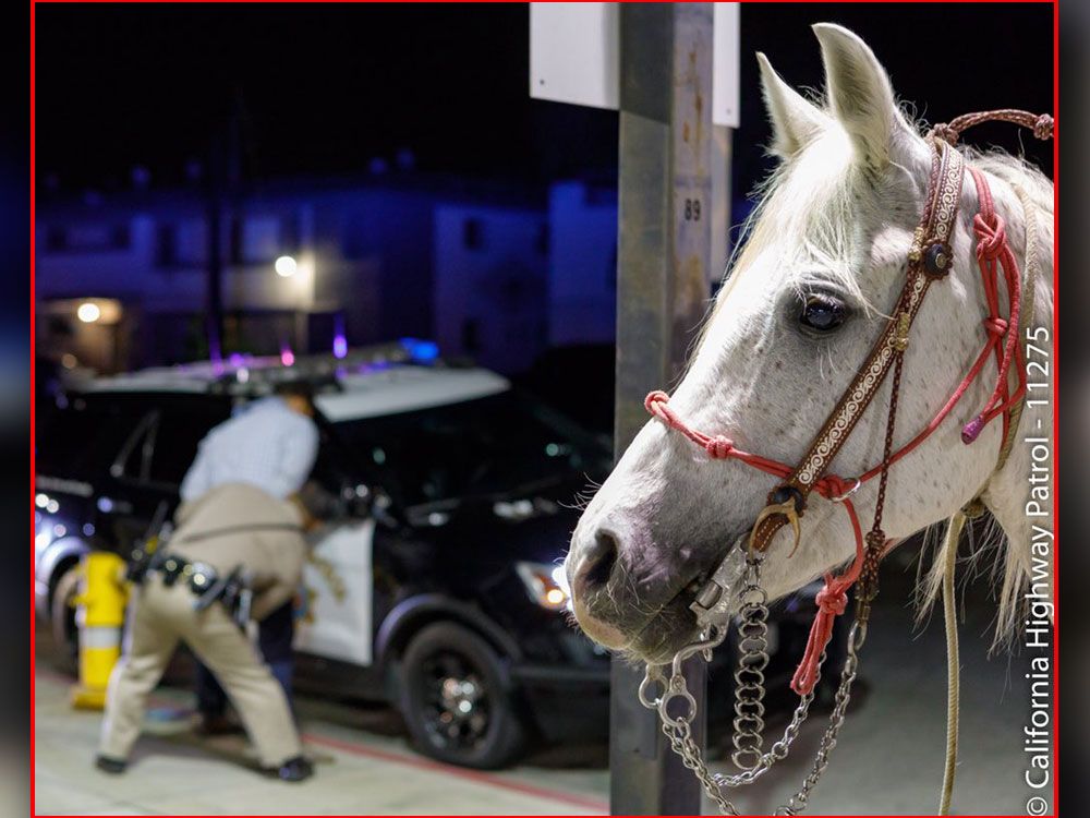 Drunk Man Rides Horse Onto California Freeway: Cops | Canoe.Com