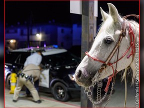 A man was arrested after allegedly riding his horse onto State Route 91 in Long Beach, Calif., while intoxicated. (California Highway Patrol Photo/HO)