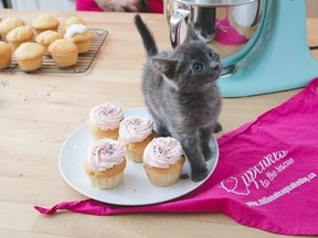 FOODNationalCupcakeDay_Kitten_2018