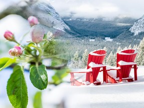This stock photo shows a closeup of budding apple blossoms next to a photo of chairs on a snowing mountain in Banff, Alta.