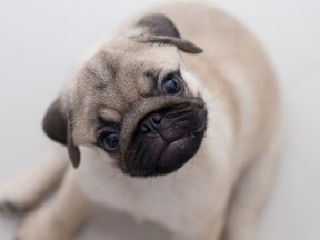 File photo of a puppy. (Getty Images)