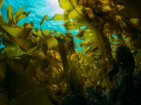 File photo of seaweed. (Getty Images)