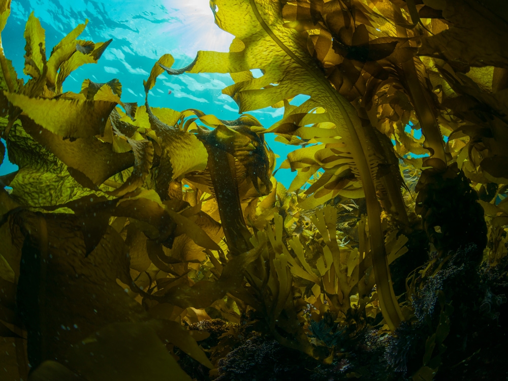 Seaweed can help treat breast cancer?