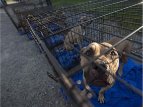 Pit bulls rescued from an alleged dog-fighting operation in Tilbury are lined up at the OSPCA parking lot in Stouffville, Ont., on July 31, 2017, wait to be transported to an animal rescue facility in Florida. (Ernest Doroszuk/Postmedia Network)