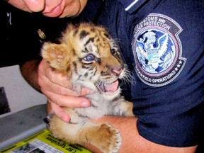 This Aug. 23, 2017, file photo provided by U.S. Customs and Border Protection shows an agent holding a male Bengal tiger cub that was confiscated at the U.S. border crossing at Otay Mesa southeast of downtown San Diego.  (U.S. Customs and Border Protection via AP, File)
