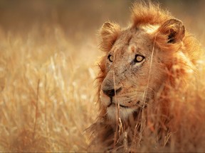 Big male lion lying in dense grassland in Kruger National Park in South Africa in this file photo. (johan63/Getty Images)