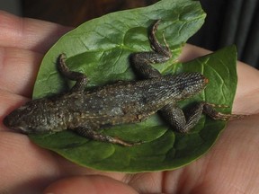 This photo taken Monday, Feb. 5, 2018, shows Michelle Carr, a nurse and new mother living in Kittery, Maine, holding a dead lizard that she found and while eating a fresh salad, recently. Carr said she bought a bag of store-brand romaine lettuce at a supermarket in Portsmouth, New Hampshire, on Jan. 26.