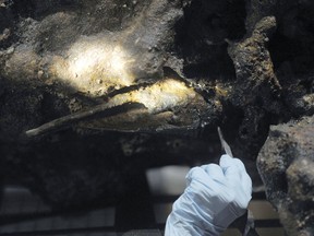 In this Aug. 14, 2017 photo, Marie Kesten Zahn, an archaeologist and education coordinator at the Whydah Pirate Museum in West Yarmouth, Mass., probes the concretion surrounding a leg bone that was salvaged from the Whydah shipwreck off the coast of Wellfleet on Cape Cod. Researchers are working to determine if the remains belong to Samuel "Black Sam" Bellamy, the captain of the ship.