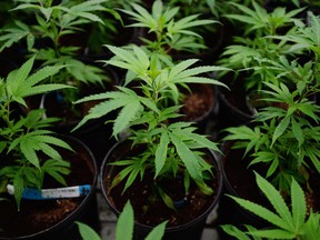 Marijuana plants are pictured during a tour of Tweed Inc. in Smiths Falls, Ont., on Thursday, January 21, 2016. (THE CANADIAN PRESS/Sean Kilpatrick)