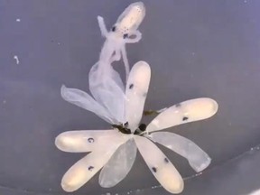 The Virginia Aquarium posted a video to social media earlier this week revealing the moment a baby octopus is born.