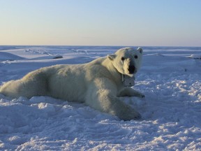 In this April 15, 2015 photo provided by the United States Geological Survey, a polar bear wearing a GPS video-camera collar lies on a chunk of sea ice in the Beaufort Sea. A new study released on Thursday, Feb. 1, 2018 shows some polar bears in the Arctic are shedding pounds during the time they are supposed to be beefing up. Scientists blame climate change for shrinking the ice cover on the Arctic Ocean that the polar bears need for hunting.