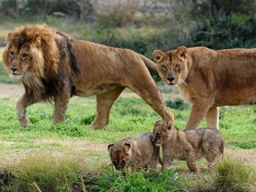 Lions (GETTY IMAGES)