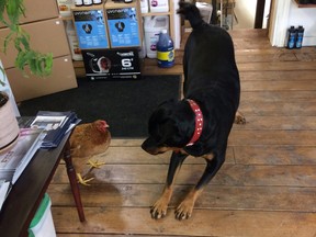 Charlee the Rottweiler and Penny the chicken, inside Steve Ivany's store in Conception Bay South, N.L., in an undated handout photo. (THE CANADIAN PRESS/HO-Steve Ivany)