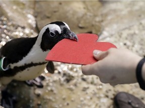 A penguin gets a heart-shaped nesting material from biologist Spencer Rennerfeldt at the California Academy of Sciences Tuesday, Feb. 13, 2018, in San Francisco. Academy staff handed out the hearts to the penguins who naturally use similar material to build nests in the wild.