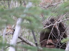 B.C. Sasquatch researcher Todd Standing is suing the provincial government in an effort to prove Bigfoot exists.