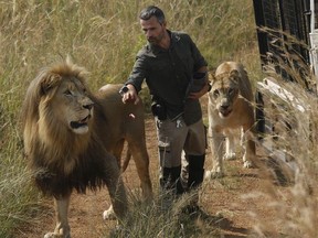 FILE - In this Wednesday March 15, 2017 file photo, Kevin Richardson, known as the "lion whisperer", takes two of his lions for a walk in the Dinokeng Game Reserve, near Pretoria, South Africa. A lion, who mauled a young woman to death, was under the care of Richardson, known for his close interactions with the predators in his animal sanctuary.