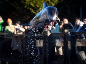 A white-sided dolphin named Hanna leaps through the air at the Vancouver Aquarium in Vancouver, on Thursday February 6, 2014.