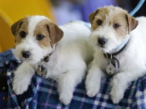 Russell terriers named Dom, right, and Demi relax in the benching area during the 142nd Westminster Kennel Club Dog Show in New York, Tuesday, Feb. 13, 2018.