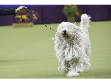 Betty, a Komondor, competes in the working group during the 142nd Westminster Kennel Club Dog Show, Tuesday, Feb. 13, 2018, at Madison Square Garden in New York.