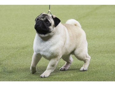 Biggie, a pug, is shown in the ring during the Toy group competition during the 142nd Westminster Kennel Club Dog Show, Monday, Feb. 12, 2018, at Madison Square Garden in New York. Biggie won best in group.