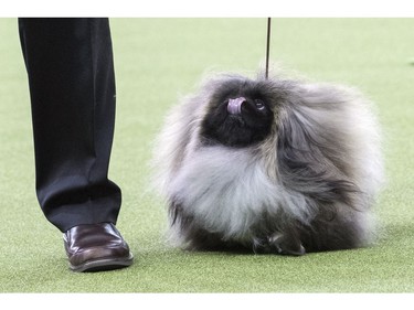 Bernie, a Pekingese, competes in the Toy group during the 142nd Westminster Kennel Club Dog Show, Monday, Feb. 12, 2018, at Madison Square Garden in New York.