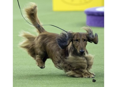 A dachshund keeps his eye on a treat as he competes in the Hound group during the 142nd Westminster Kennel Club Dog Show, Monday, Feb. 12, 2018, at Madison Square Garden in New York.