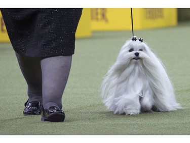 Robyn, a Maltese, competes in the Toy group during the 142nd Westminster Kennel Club Dog Show, Monday, Feb. 12, 2018, at Madison Square Garden in New York.