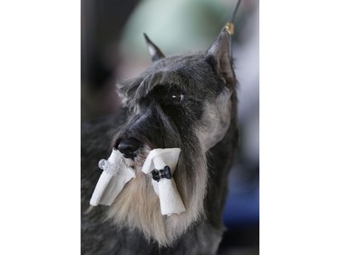 A miniature schnauzer wears bits of paper towel to keep his beard clean during grooming at the 142nd Westminster Kennel Club Dog Show in New York, Tuesday, Feb. 13, 2018.
