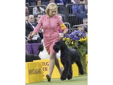 Handler Katie Bernardin leads Ty, a giant schnauzer, in the working group competition during the 142nd Westminster Kennel Club Dog Show, Tuesday, Feb. 13, 2018, at Madison Square Garden in New York. Ty won best in working group.