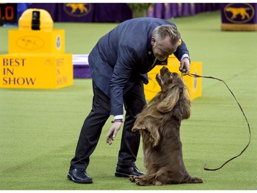 Bean, a Sussex spaniel, sits up while performing while handled by Per Ingar Rismyhr as they participated in the Best in Show round of the 142nd Westminster Kennel Club Dog Show, Tuesday, Feb. 13, 2018, at Madison Square Garden in New York.
