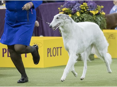 Lucy, a borzoi, is shown in the ring during the Hound group competition during the 142nd Westminster Kennel Club Dog Show, Monday, Feb. 12, 2018, at Madison Square Garden in New York. Lucy won best in group.