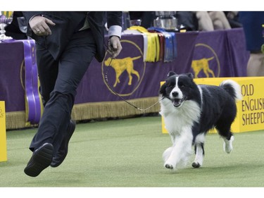 Handler Jamie Clute shows Slick, a border collie, in the ring during the herding group competition during the 142nd Westminster Kennel Club Dog Show, Tuesday, Feb. 13, 2018, at Madison Square Garden in New York. Slick won best in the herding group.