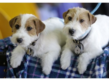 Russell terriers named Dom, right, and Demi relax in the benching area during the 142nd Westminster Kennel Club Dog Show in New York, Tuesday, Feb. 13, 2018.