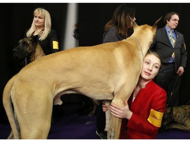 Sophia Rogers waits to enter the ring with her dog, a great Dane named Captain Crunch, during the 142nd Westminster Kennel Club Dog Show in New York, Tuesday, Feb. 13, 2018.