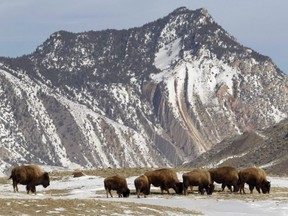 In This Feb. 14, 2011 file photo, a group of bison graze just inside Yellowstone National Park near Gardiner, Mont.