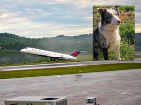 Hercules, the 18-month-old border collie is pictured alongside the runway at Yeager Airport in Charleston, W.Va.