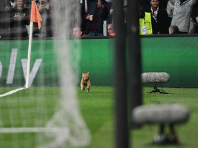 A cat runs on the pitch during the UEFA Champions League match between Besiktas and Bayern Munich at Besiktas Park in Istanbul on March 14, 2018.  (Getty Images)