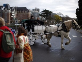 A horse-drawn carriage operates in Victoria, B.C. on Thursday, March 24, 2016.