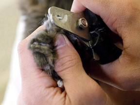A cat's claws are trimmed by a technician in West Hollywood, Calif., on Jan. 16, 2003. Nova Scotia has become the first province to ban medically unnecessary cat declawing.