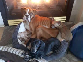 The B.C. SPCA says a two-year-old boxer dog named Cedric is recovering well after he was found emaciated and shivering in January. (B.C. SPCA/HO/File)