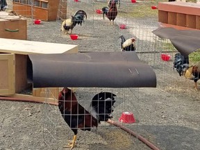 This March 23, 2018 photo provided by the Sevier County Sheriff's Office in De Queen, Ark., shows some of the 200 roosters seized during a raid at a cockfight Saturday, March 17, 2018, near De Queen, Ark. (Sevier County Sheriff's Office via AP)