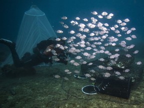 Scientists release young fish near a 'Biohut' artificial habitat allowing young fish to take refuge to escape predators, off Marseille, southern France, on Oct. 4, 2017.