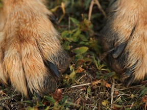The paws of a German Shepherd lay on grass in this stock photo.